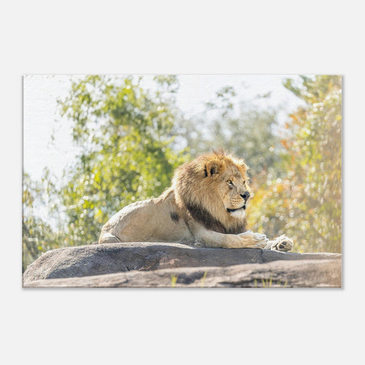 Wild Wednesdays: Dakari (April 16th)