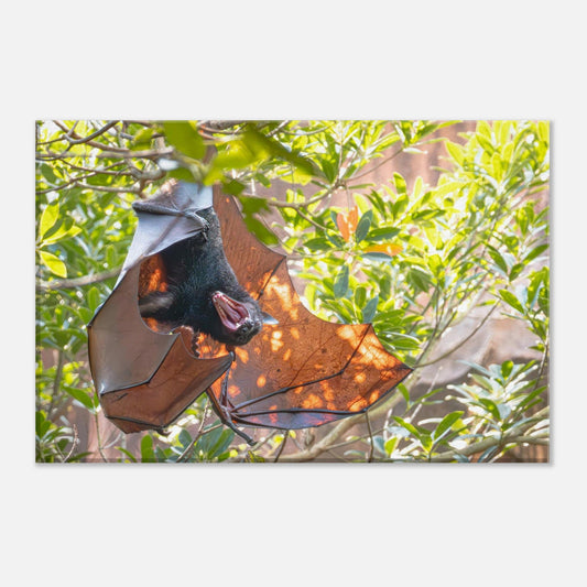 Single-Day Series: Flying Fox (August 20th)
