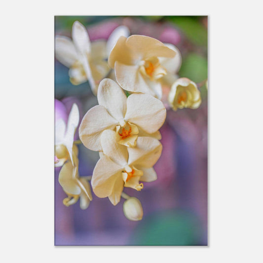 Single-Day Series: Orchids (April 1st)