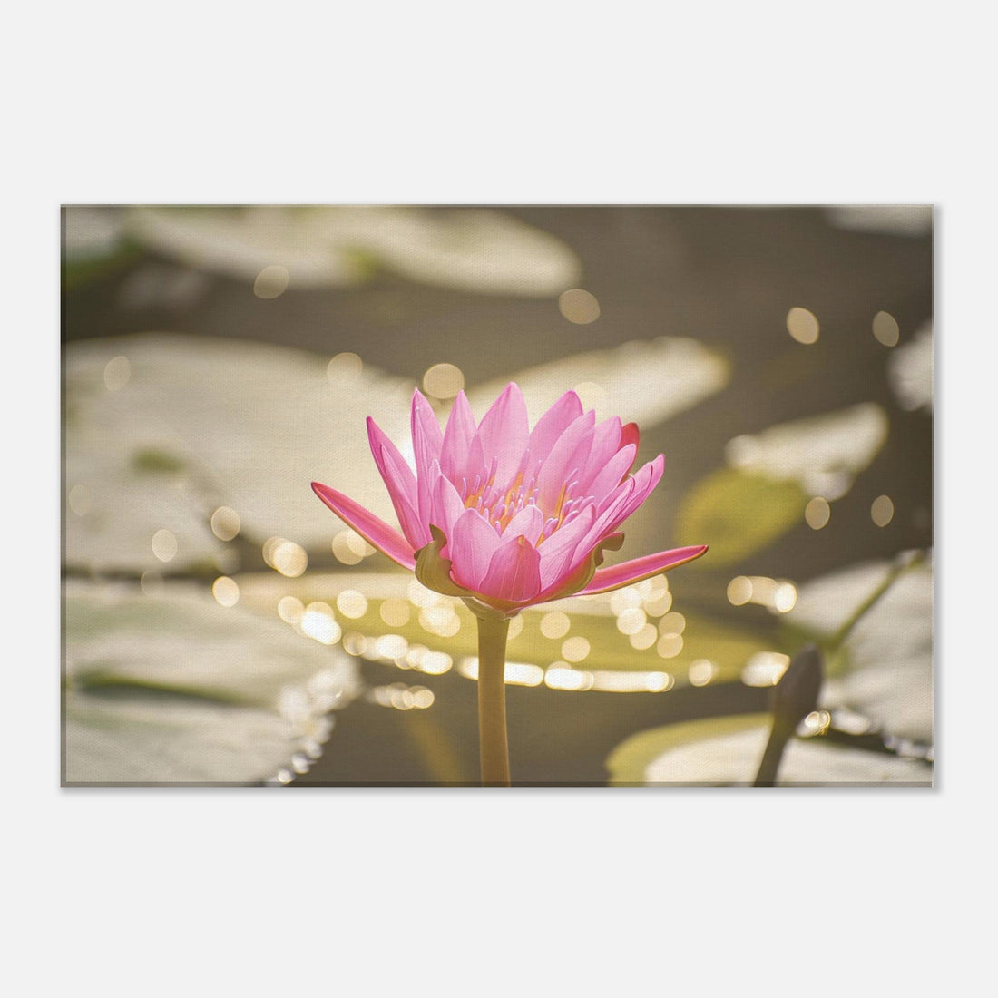 Single-Day Series: Bloom (October 20th)