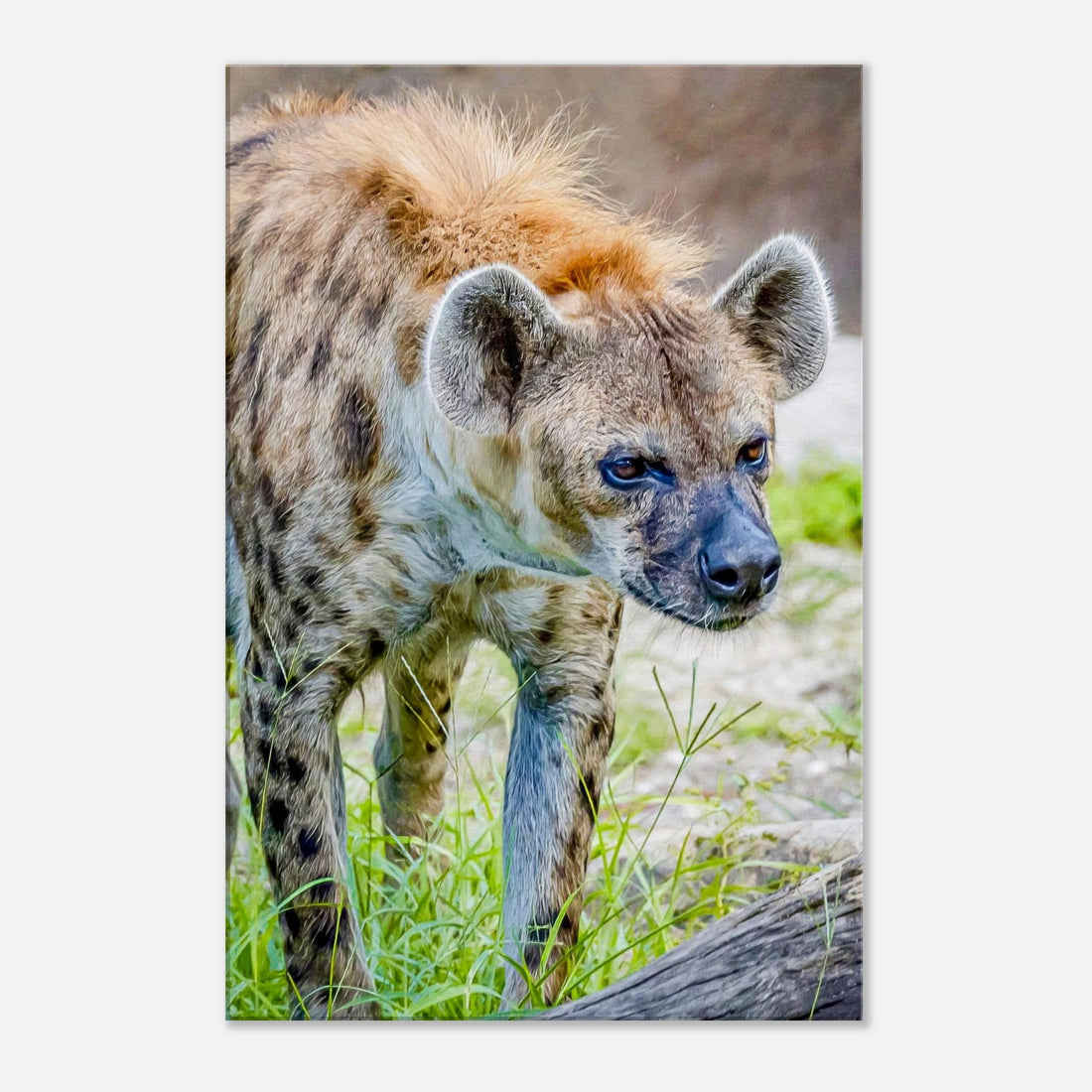 Single-Day Series: Hyena (July 2nd)