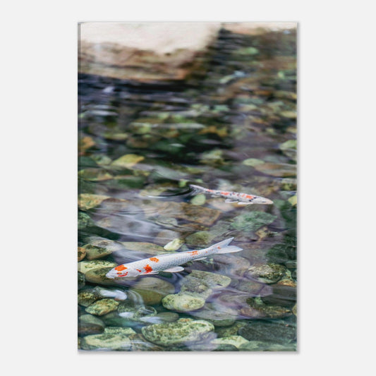 Wild Wednesdays: Koi (May 7th)