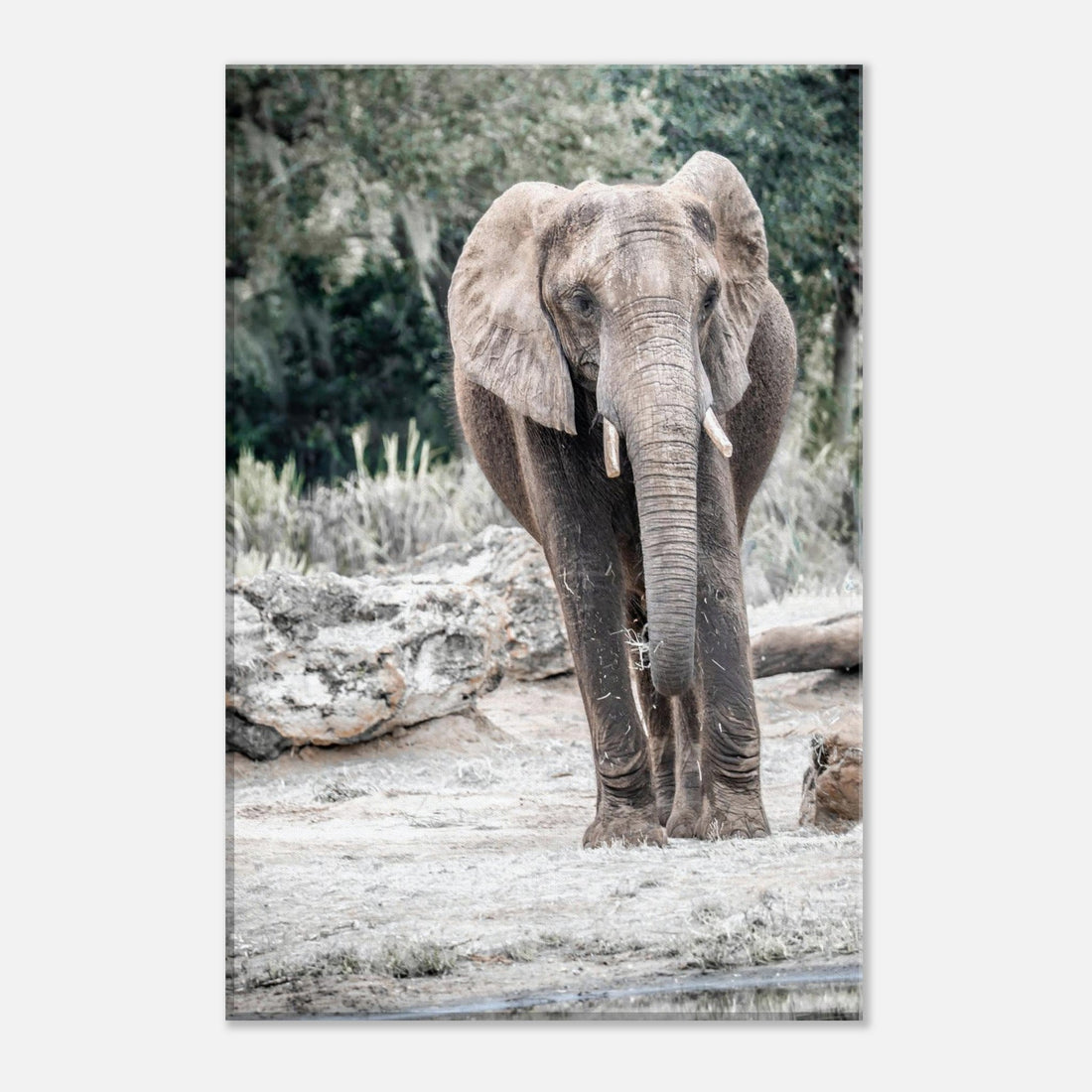 Single-Day Series/Wild Wednesday: Gentle Giant (March 19th)