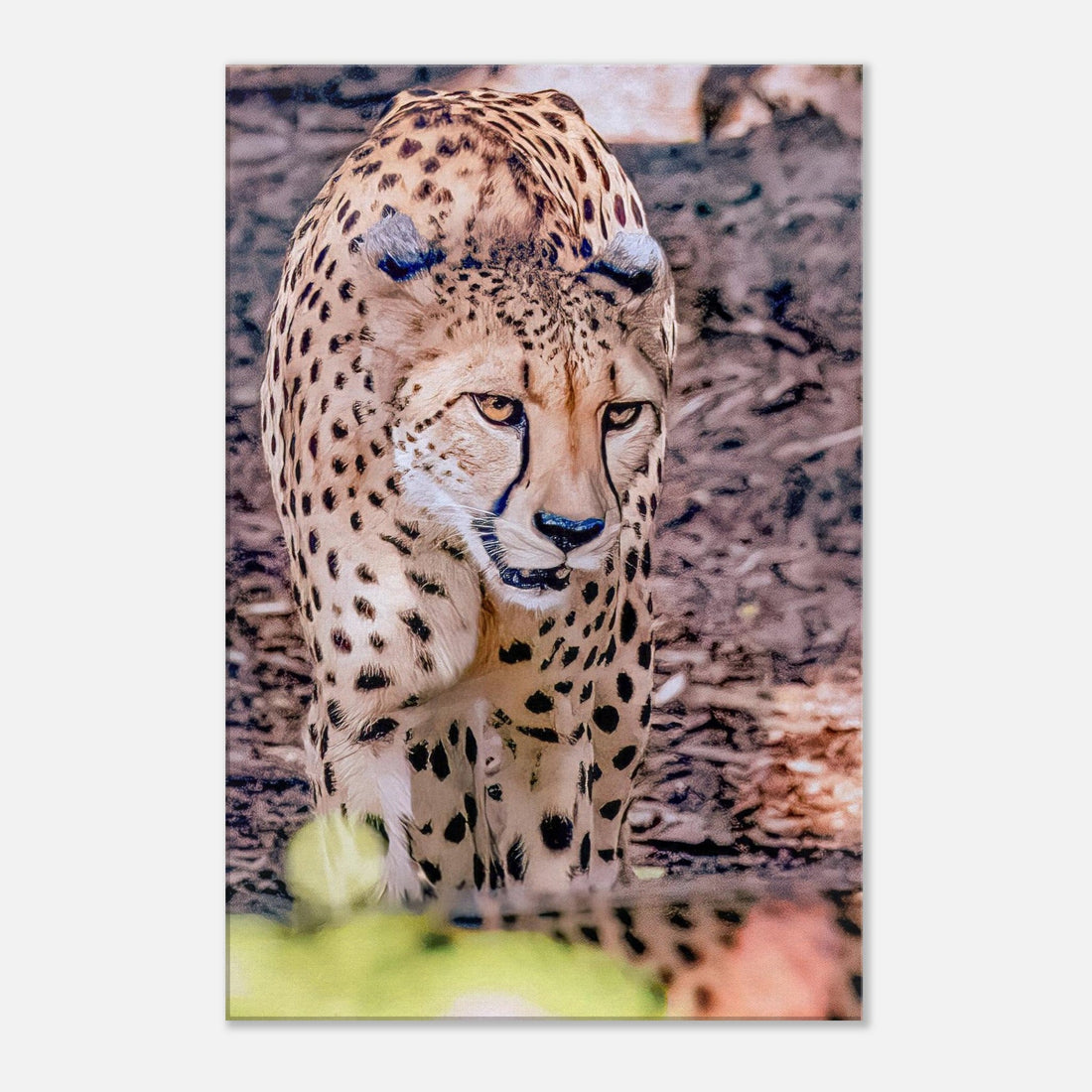 Single-Day Series: Cheetah (June 18th)
