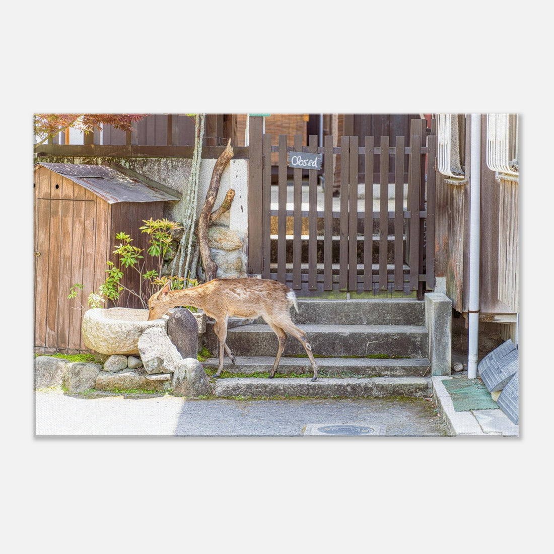 Japan: Miyajima's Wild Deer (June 4th - 2/3)