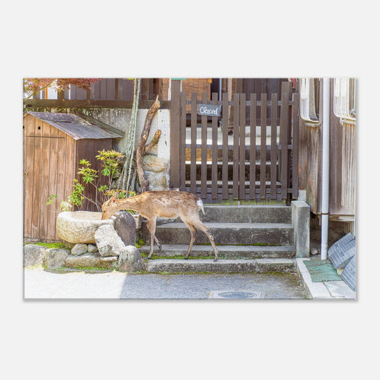 Japan: Miyajima's Wild Deer (June 4th - 2/3)