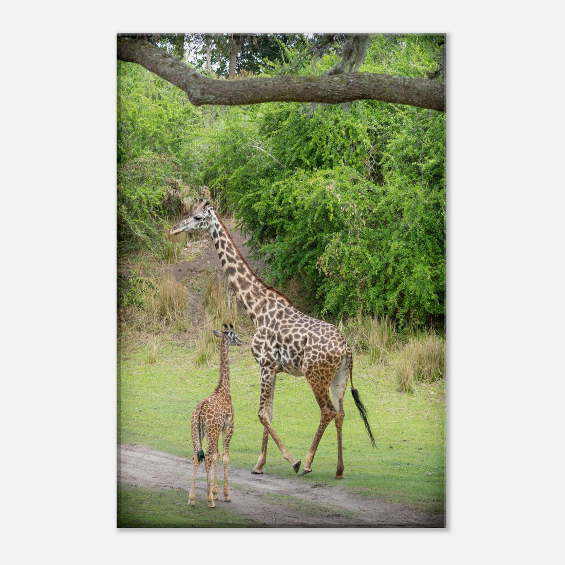 Wild Wednesdays: Mother & Child...Giraffes, Elephants, and Zebras (April 9th)
