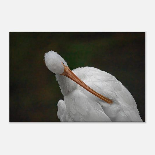 Single-Day Series: Florida Native (September 24th)