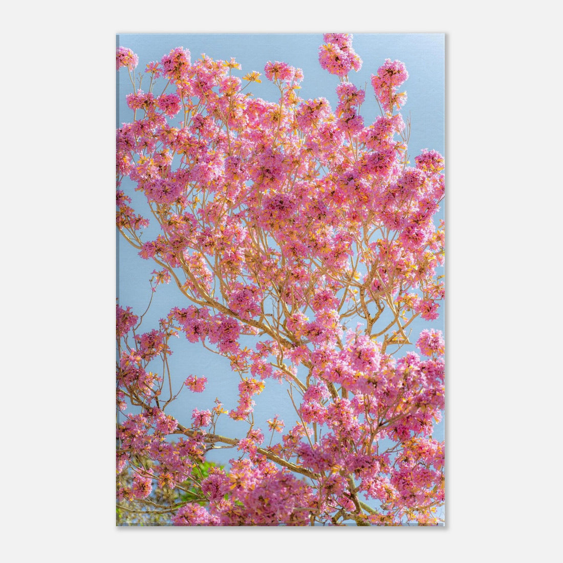 Single-Day Series: Cherry Blossoms (April 10th)