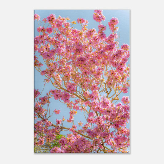 Single-Day Series: Cherry Blossoms (April 10th)
