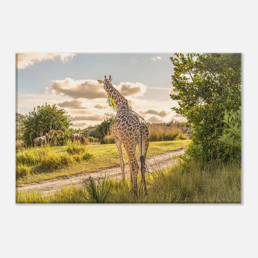 Single-Day Series: On Safari (December 17th)