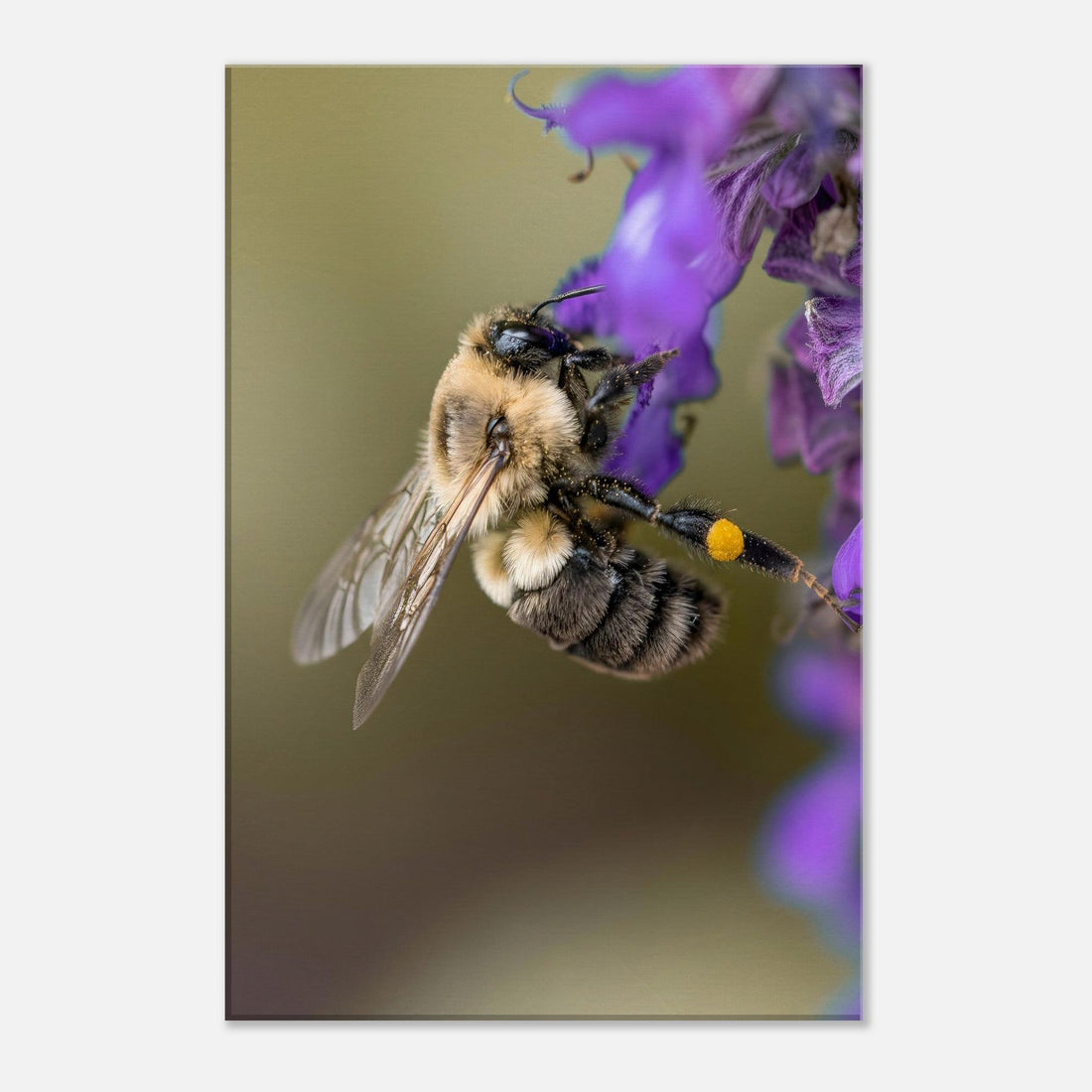 Single-Day Series: Pollinator (October 15th)