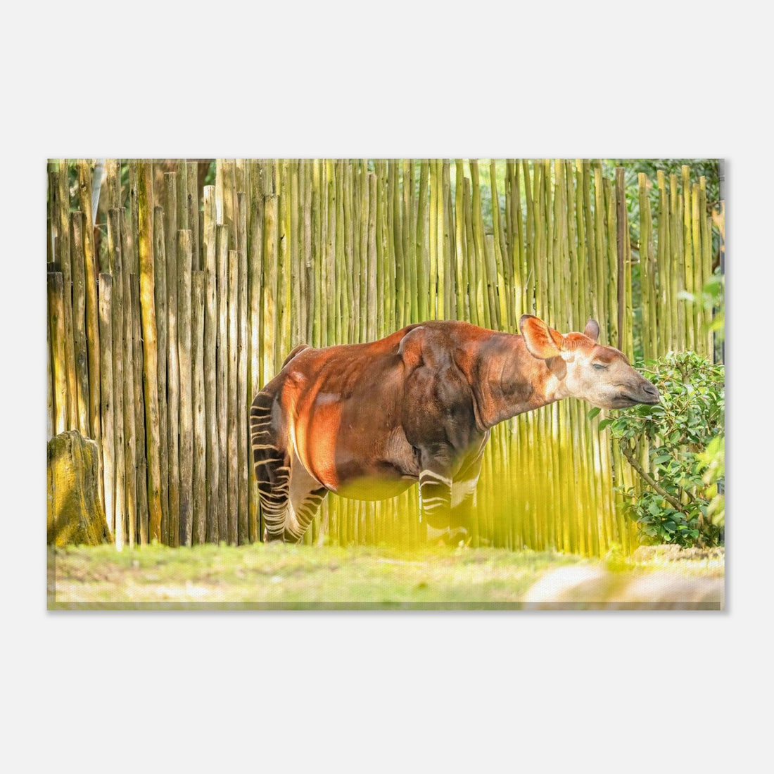 Single-Day Series: Okapi (June 25th)