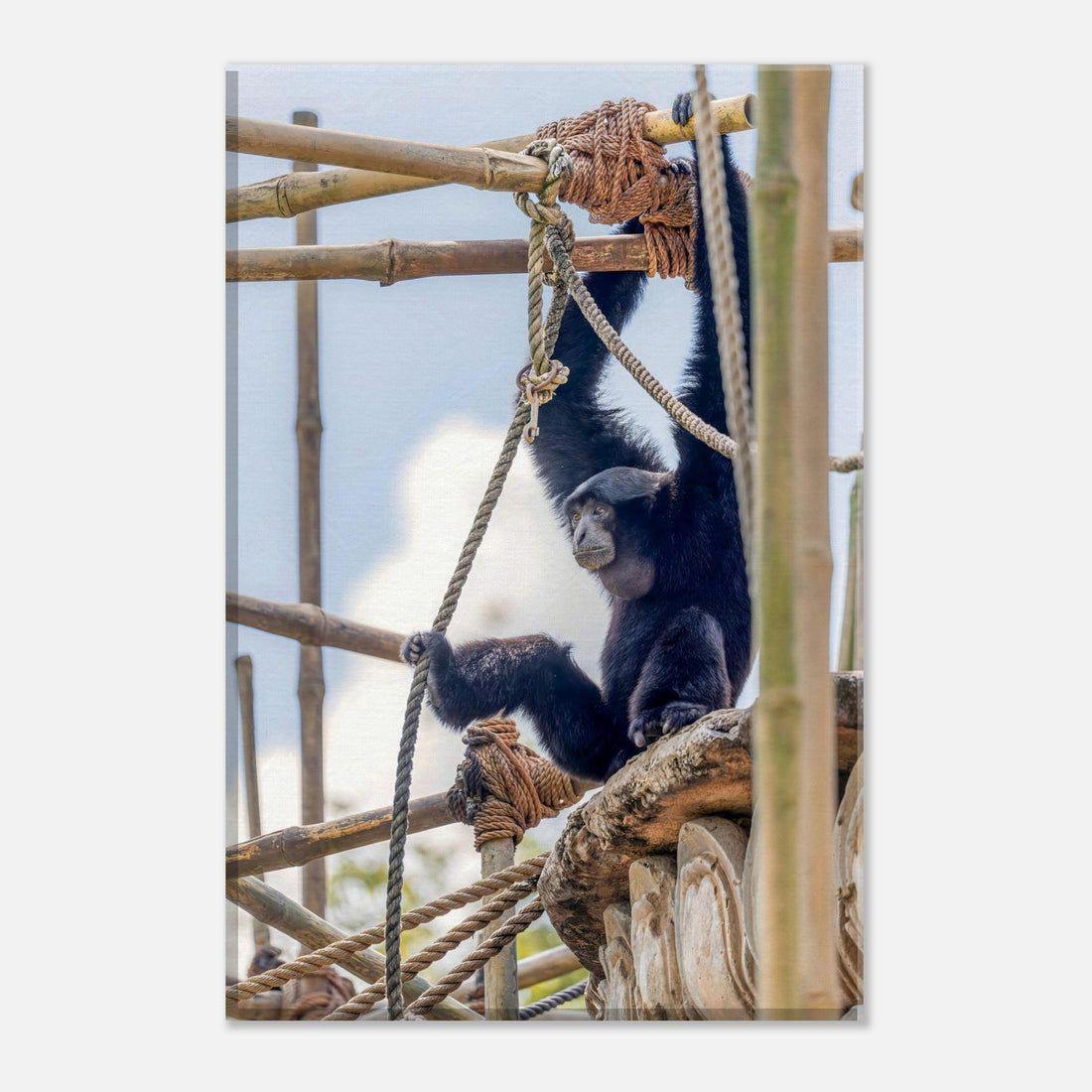 Single-Day Series: Suspended in Thought (March 25th)