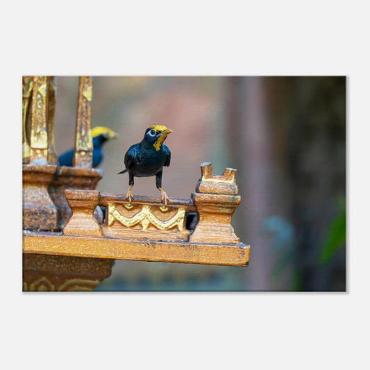 Single-Day Series: Aviary (September 10th)