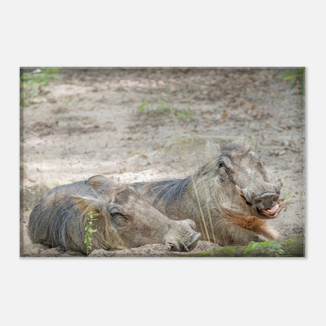 Wild Wednesday: When I Was a Young Warthog