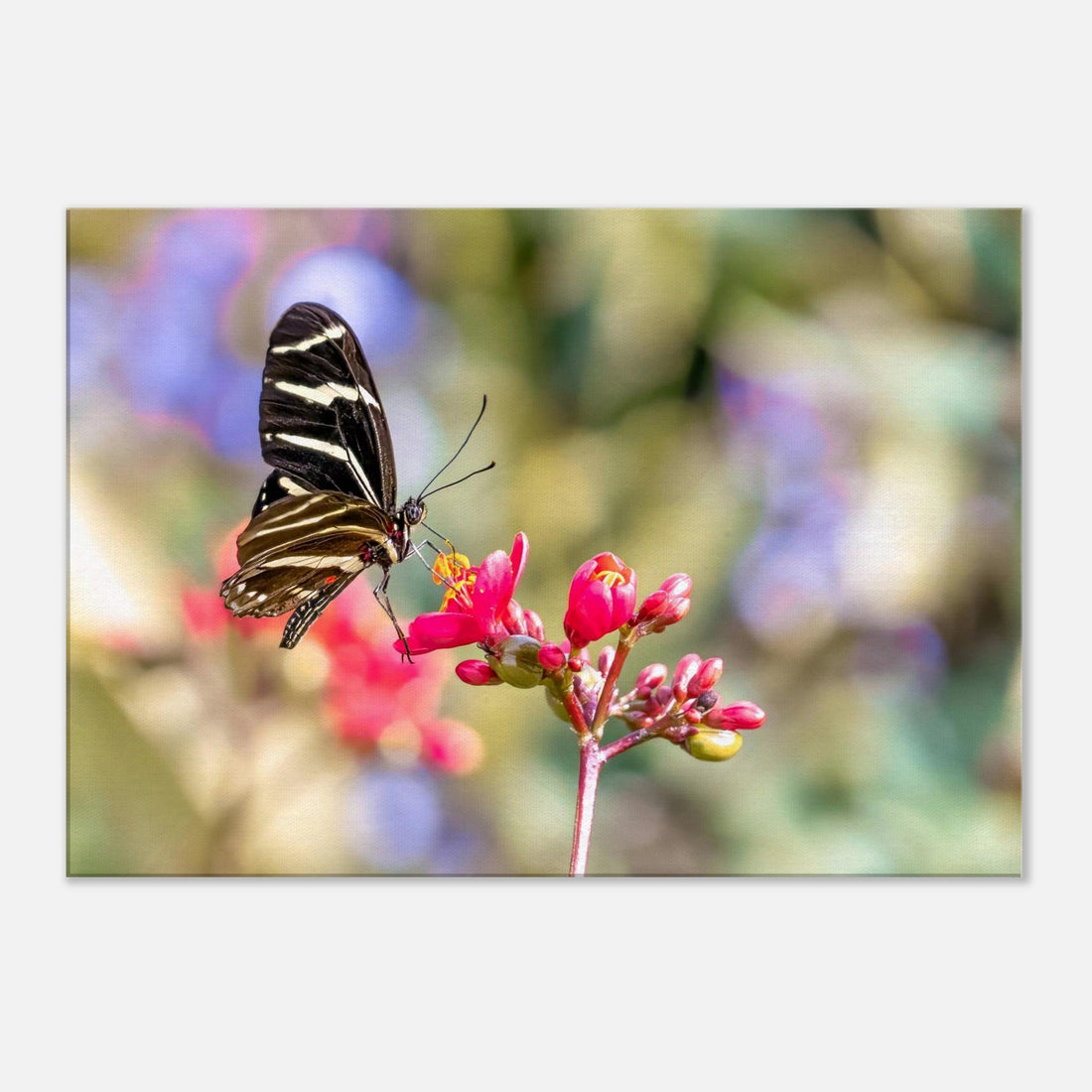 Single-Day Series: Butterfly Tent (May 28th)