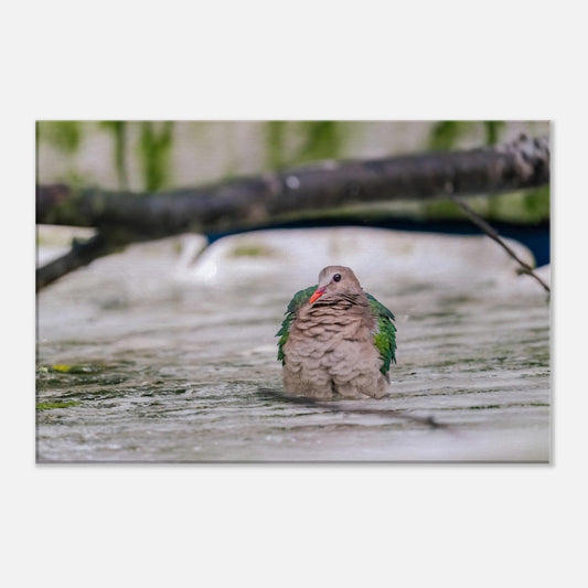 Single-Day Series: Emerald Dove (October 22nd)