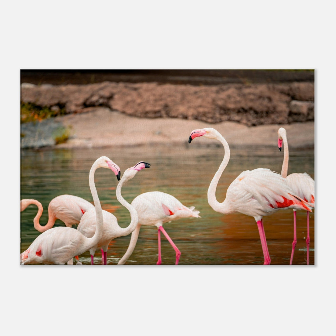 Single-Day Series: Flamingo Friday (February 14th)