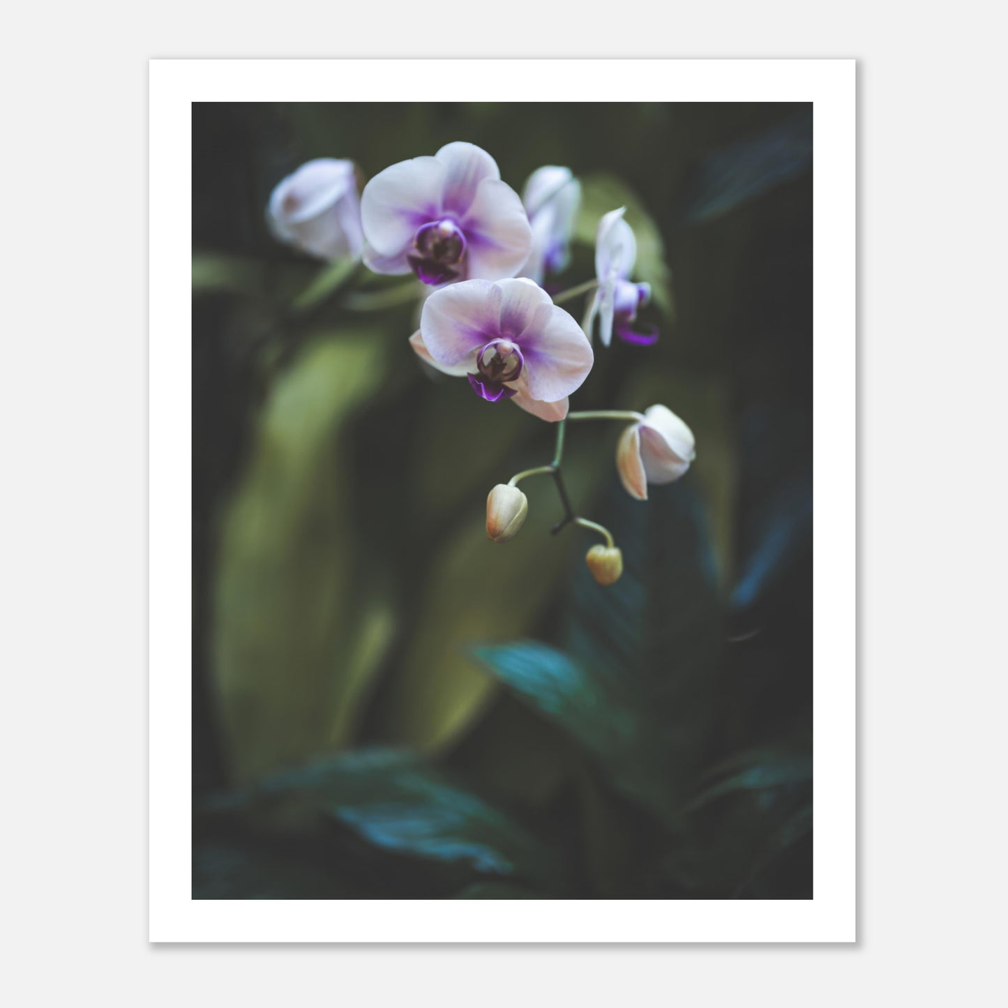 Polynesian Orchid (Poster)