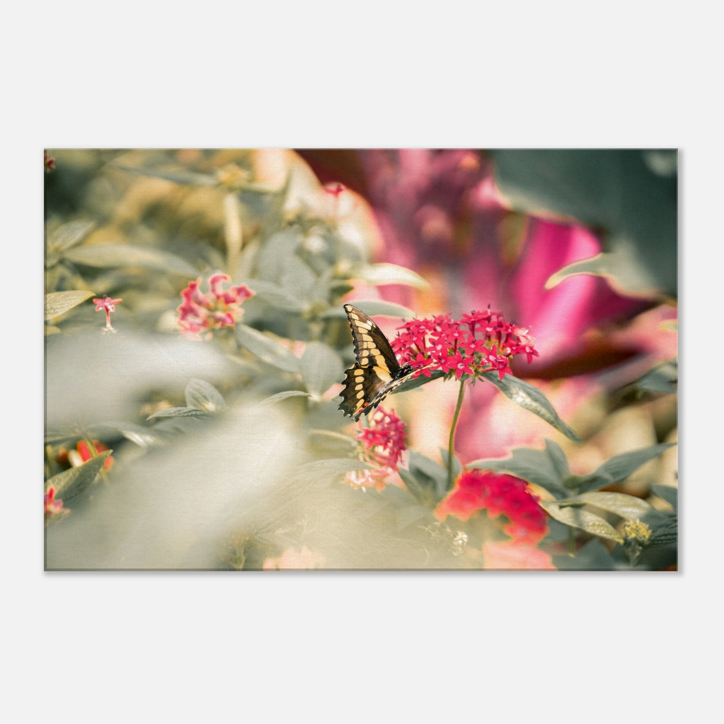 Butterfly Garden (Gallery-Wrapped Canvas)