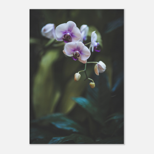 Polynesian Orchid